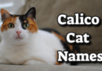 Dilute Calico Cat Names