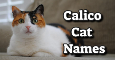 Dilute Calico Cat Names