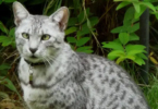 Egyptian Mau Cat Names