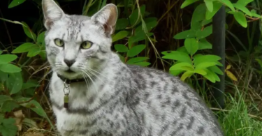 Egyptian Mau Cat Names