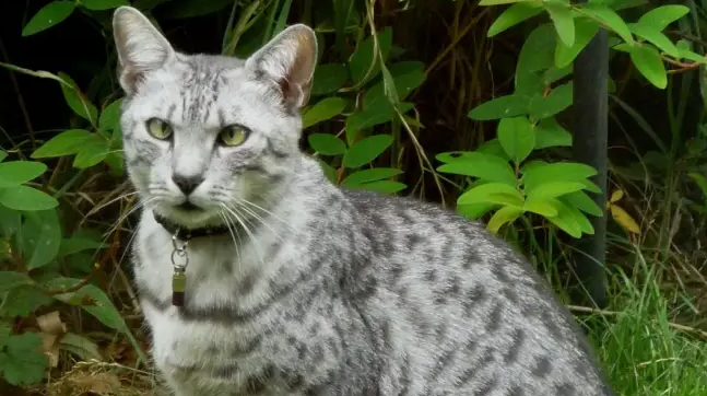 Egyptian Mau Cat Names