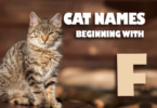 F Names for Cats