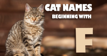 F Names for Cats