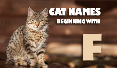 F Names for Cats