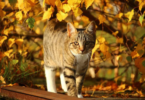 Fall Cat Names