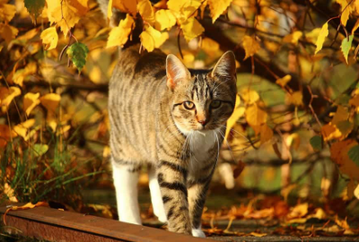 Fall Cat Names