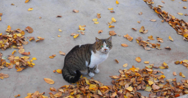 Fall Kitty Names