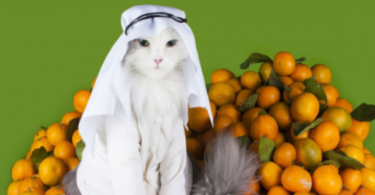 Female Cat Names in Islam