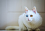 Heterochromia Cat Names