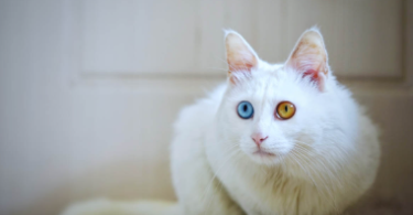 Heterochromia Cat Names