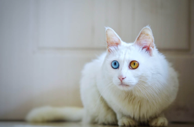 Heterochromia Cat Names