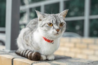 Inuit Cat Names