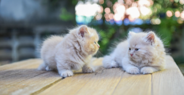 Kitten Couple Names