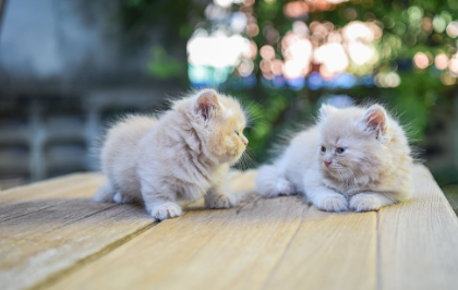 Kitten Couple Names