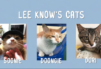 Lee Know Cat Names