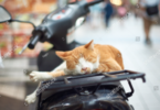 Motorcycle Cat Names