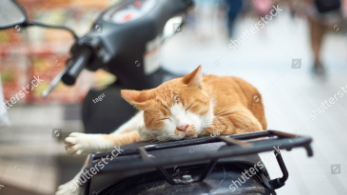 Motorcycle Cat Names