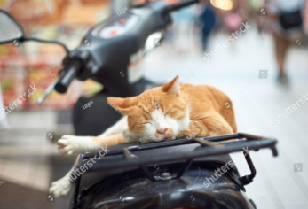 Motorcycle Cat Names