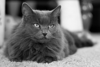 Nebelung Cat Names