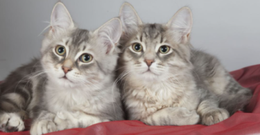 Pair of Kitten Names