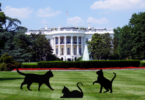 Presidential Cat Names