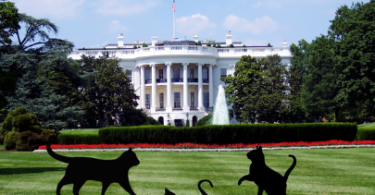 Presidential Cat Names