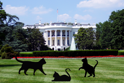 Presidential Cat Names