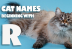 R Names for Cats