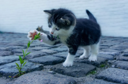 Weed-Related Names for Cats