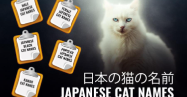 Japanese Names that Mean Cat