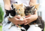 litter names for kittens