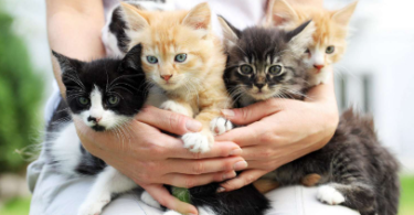 litter names for kittens