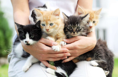 litter names for kittens