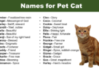 names for Pet Cat