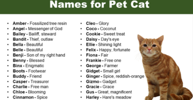 names for Pet Cat