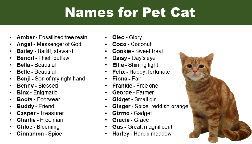 names for Pet Cat