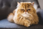 Orange Persian Cat Names