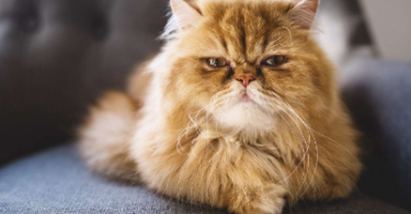 Orange Persian Cat Names