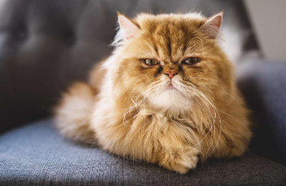 Orange Persian Cat Names