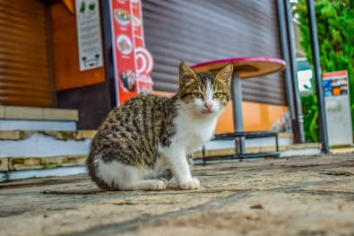 Abandoned Cat Names