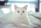 Albino Cat Names