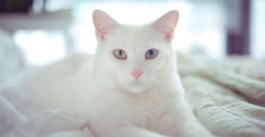 Albino Cat Names