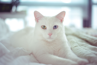 Albino Cat Names