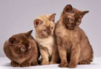 Burmese Kitten Names