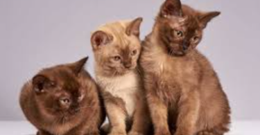 Burmese Kitten Names