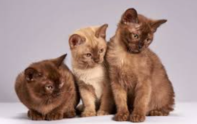 Burmese Kitten Names