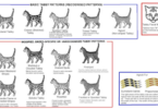 Cat Markings Names