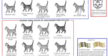 Cat Markings Names