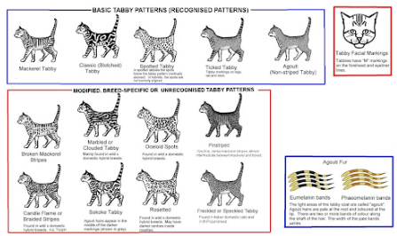 Cat Markings Names