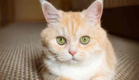 Cat Names for Cream Colored Cats